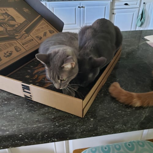 Customer's two cats resting inside the Chaos Maker scratching board tray on a kitchen counter.