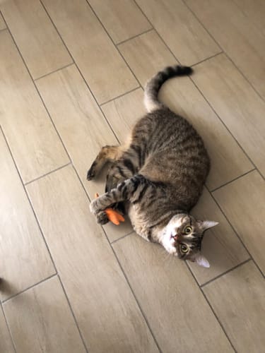 Customer's cat playing on a tiled floor with the Ziggy catnip toy.