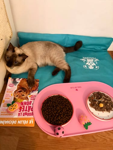 Customer's Pâtée Chaton Sans Céréales - Boeuf servie dans une gamelle sur un set de table rose avec un chaton allongé.