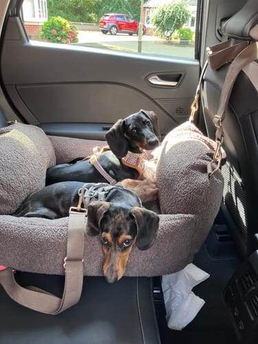 Customer's Adjustable Seat Belt Safety Clip used to secure two small dogs in a cozy grey car hammock.