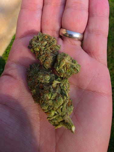 Customer photo review of Sour Tangie THCA Flower