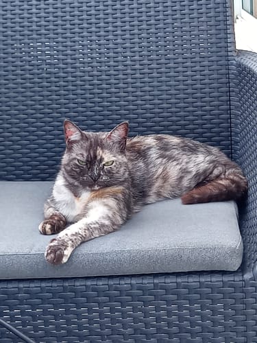 Customer's cat with mottled grey and brown fur resting on a gray outdoor wicker chair.