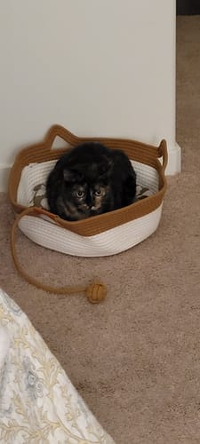 Customer's dark cat resting inside a white and tan Instinct Basket with an attached ball toy on a carpeted floor.