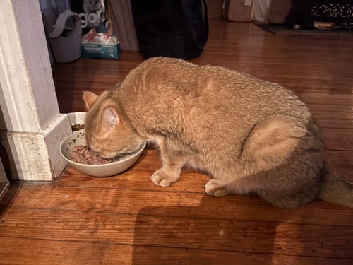 Customer's ginger cat eating Pâtée Chat Stérilisé Sans Céréales Poisson Blanc from a bowl on a wooden floor.