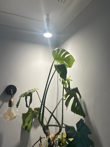 Customer photo review of Pianta Grow Light and Enna Plug-in Ceiling Pendant Bundle