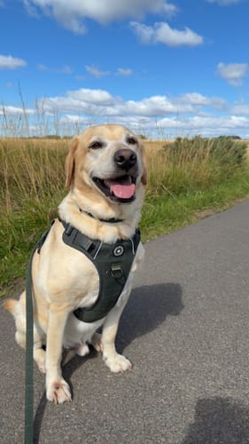 Customer's Forest Tweed Trail & Glow Dog Harness on a happy dog sitting on a paved path during a walk.
