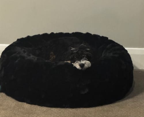 Reviewer's puppy resting comfortably in the round, black crinkle pet bed.