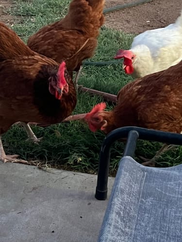 Customer's chickens, some brown and one white, standing outside on grass, showing healthy appearance.