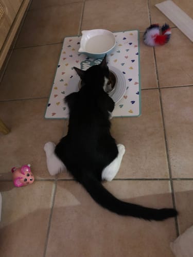 Customer's kitten eating Pâtée Chaton Sans Céréales from a bowl on a patterned mat on the floor