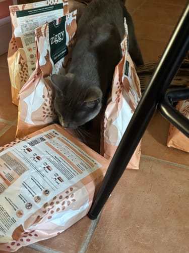 Customer's gray cat exploring several open bags of Ziggy Poulet croquettes on the floor.