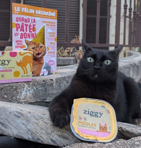 Reviewer's black cat with Ziggy Pâtée Jour de Fête, box and open tray, next to a magazine.