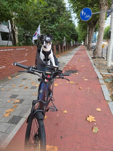 Customer's dog wearing protective goggles, sitting in a dark Kvisp Dog Bike Carrier mounted on an e-bike.