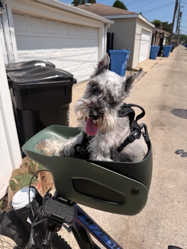 Reviewer's miniature schnauzer sitting calmly inside an olive green Kvisp Dog Bike Carrier on a bike.
