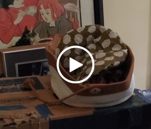 Customer video review of Instinct Basket | Meet the first research-backed natural territory for indoor cats