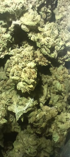 Customer photo review of Light Assist THCA Smalls