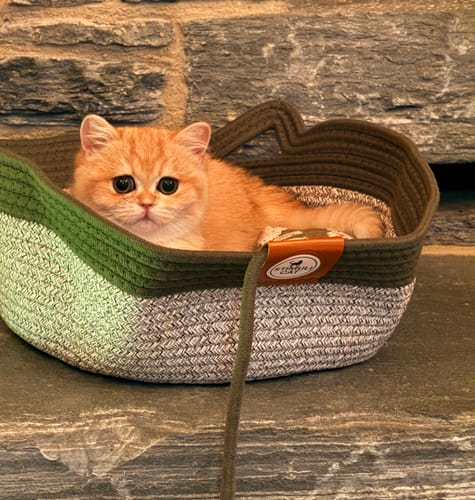 Customer's orange kitten resting in an olive green and grey rope Instinct Basket on a stone surface.