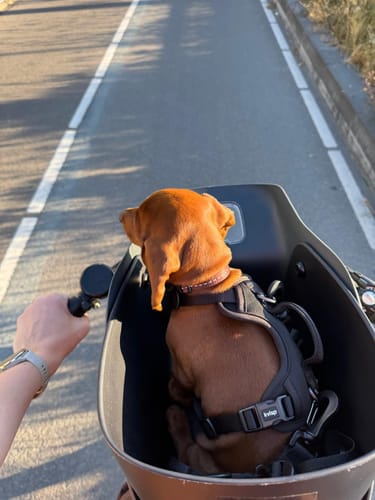 Customer's brown dog wearing a harness inside the Kvisp Dog Bike Carrier while riding on a bike path.