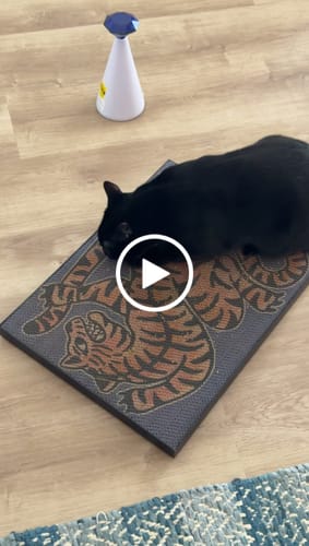 Customer video review of Asian Tiger - Luxury Cat Scratching Board