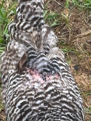 Customer's hen with black and white feathers and a bald, irritated patch on its back, viewed from above.