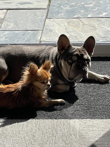 Customer photo review of Canagan Grass Fed Lamb Grain Free Dog Food