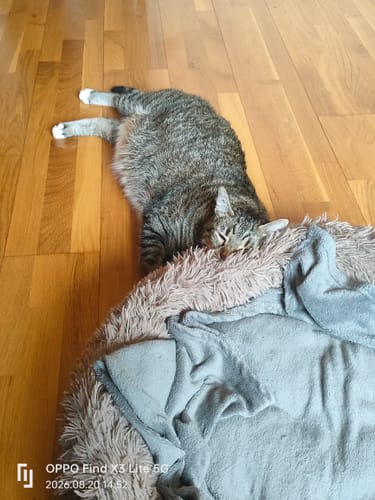 Customer's cat resting on a fluffy bed near wooden floors, reflecting on the Croquettes Chat Stérilisé Sans Céréales.
