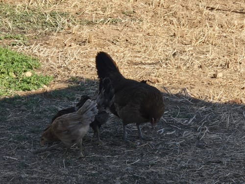 Customer's hen with her chicks in an outdoor yard, near the Daily Worm Defense and Gut Support feed.