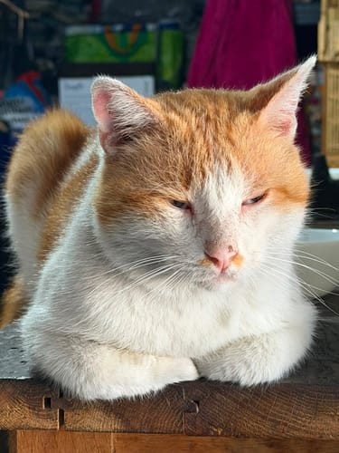 Reviewer's cat, a ginger and white feline, resting peacefully on a wooden surface.