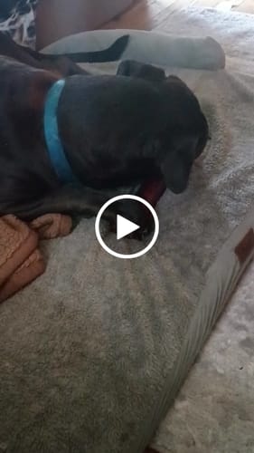 Customer video review of Smoked Beef Marrow Bone