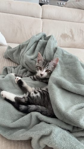 Customer's gray tabby kitten resting comfortably on a soft sage green blanket on a couch.
