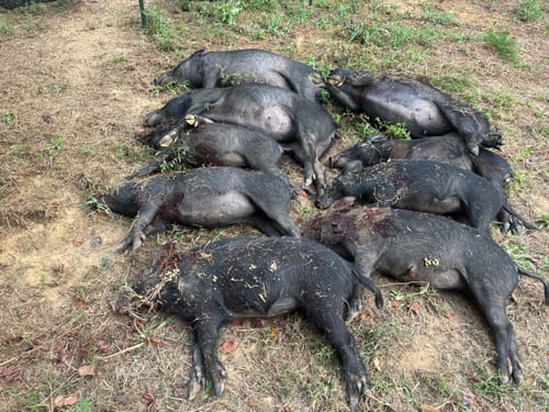 Customer photo review of Pig Brig Trap System