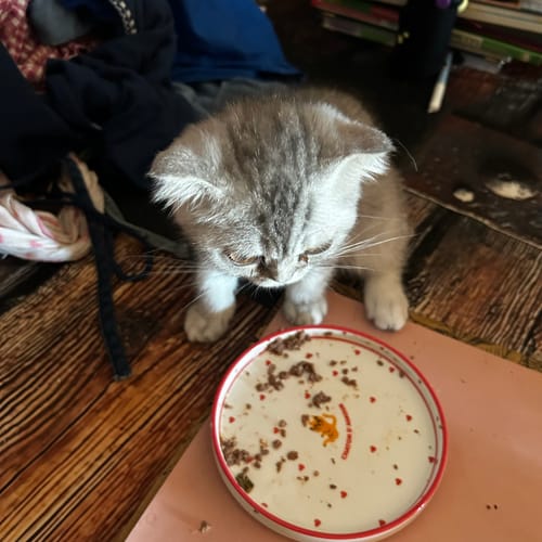 Customer's Chaton d'Amour plate with food remnants, being used by a small tabby kitten.