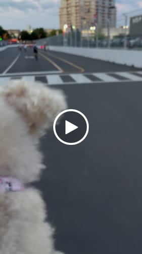 Customer video review of Kvisp Dog Bike Carrier