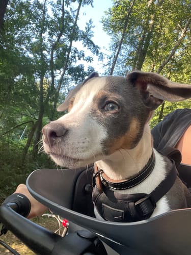 Reviewer's puppy riding in a gray Kvisp Dog Bike Carrier on a bike with ears blowing in the wind.
