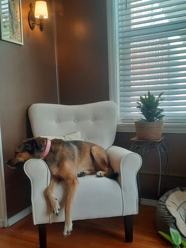Customer photo review of Allston High Back Upholstered Accent Armchair