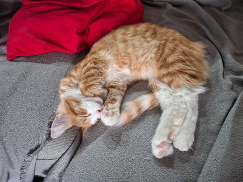 Customer's ginger cat sleeping soundly on a grey blanket after eating Croquettes Chaton Sans Céréales.