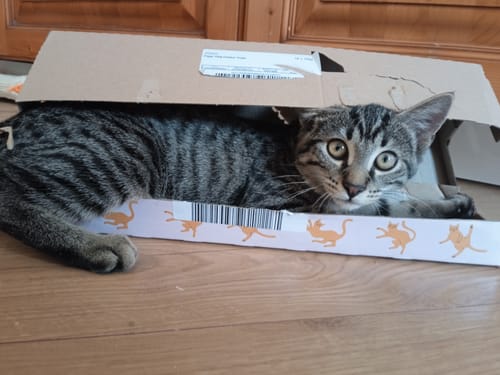 Customer's chaton tigré couché dans une boîte en carton portant la marque Ziggy.