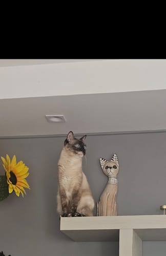 Reviewer's cat sitting on a shelf next to a decorative wooden cat statue and a sunflower.