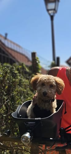 Reviewer's Kvisp Dog Bike Carrier mounted on a bicycle with a small dog riding inside on a sunny day.