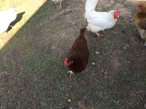 Customer's healthy brown and white hens outdoors after using Daily Worm Defense + Gut Support.