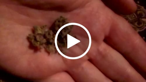 Customer video review of FREE SAMPLE (with code) THCa Flower