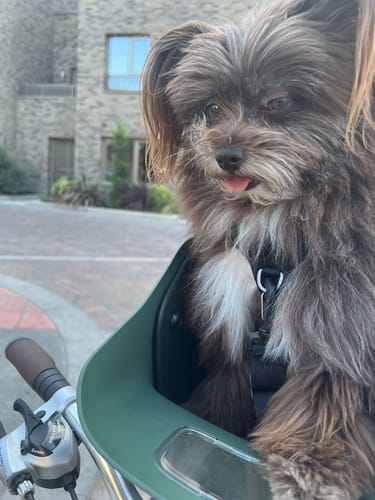 Customer's small brown dog sits inside the green Kvisp Dog Bike Carrier, looking out during a bike ride.