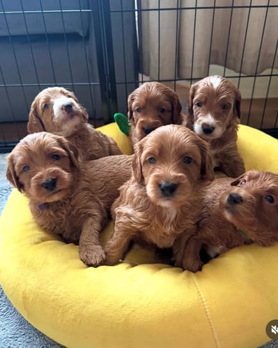 Customer's Australian Labradoodle puppies sitting together on a bright yellow circular pet bed