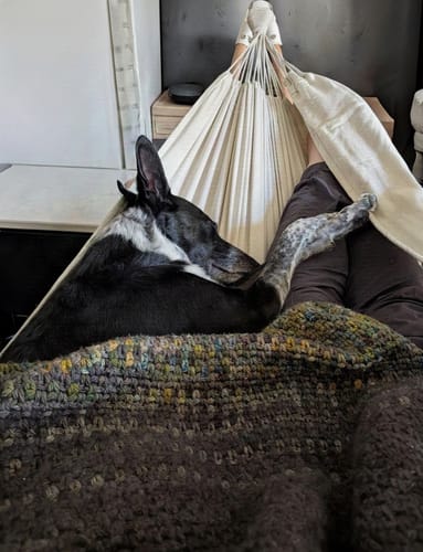 Customer's Go Hammock in use indoors, holding a large black and white dog resting against a person.