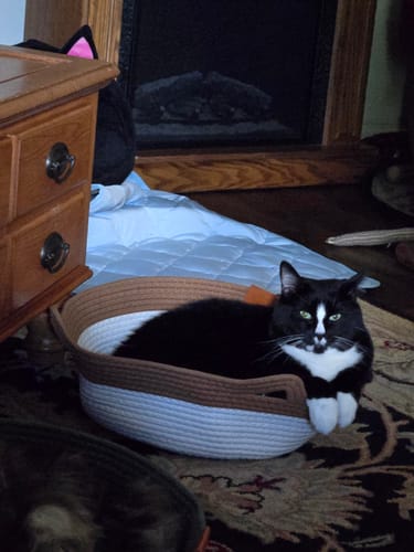 Customer's black and white cat sitting comfortably in an Instinct Basket on a patterned rug.