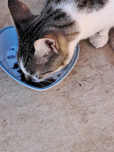 Customer's cat eating Croquettes Chat Stérilisé Sans Céréales - Saumon from a heart-shaped bowl.