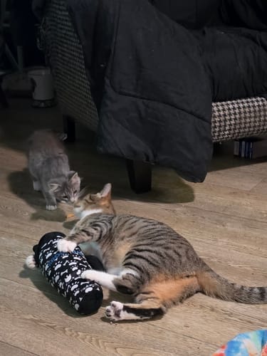 Customer's striped cat playing with a black and white patterned Bark Buddy toy on a hardwood floor.
