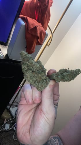 Customer photo review of Gorilla Glue THCA Flower
