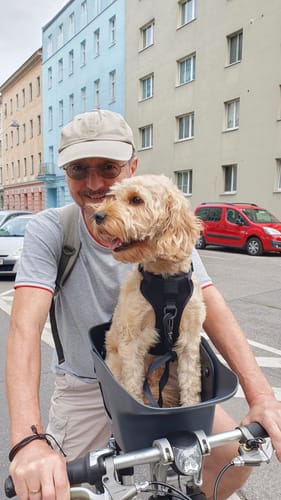 Reviewer's cockapoo riding in a dark gray Kvisp Dog Bike Carrier mounted on the front of a bicycle.