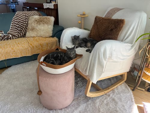 Customer's cat lounging in the white and brown Instinct Basket, placed on a pink stool in a living room.