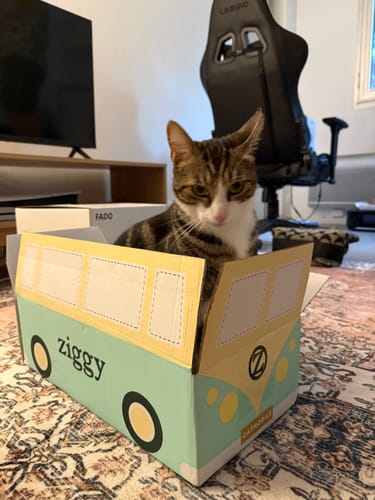 Customer's cat sitting inside a mint green Ziggy box designed like a van, sent with the Coffret Découverte.